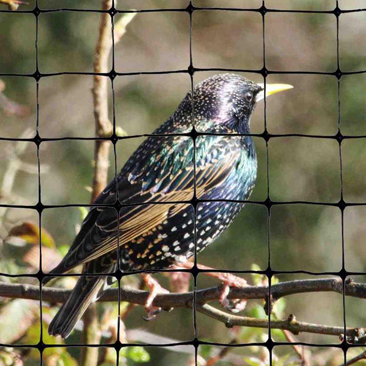 prevent bird to peck your garden